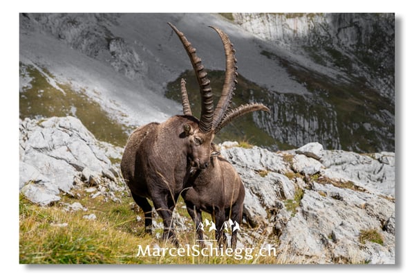 Marcel Schiegg, Marcel Schiegg Fotografie, Alpensteinbock, Steinbock, Wildtiere, Alpstein
