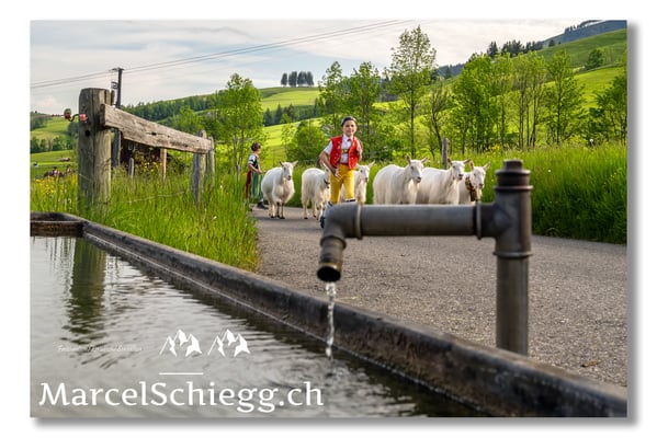 Marcel Schiegg Fotografie, Tradition, Brauchtum, Alpfahrt, Oeberefahre, Appenzell, Appenzellerland
