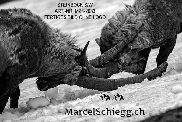 Marcel Schiegg, Alpensteinbock, Steinbock, Steinböcke