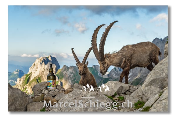 Steinbock/Alpstein Art.-Nr. MZ7-4077