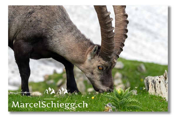 Steinbock/Alpstein Art.-Nr. MS5-4034