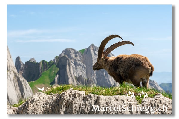 Steinbock/Alpstein Art.-Nr. MS5-5139