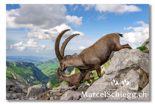 Steinbock/Alpstein Art.-Nr. MZ7-8639