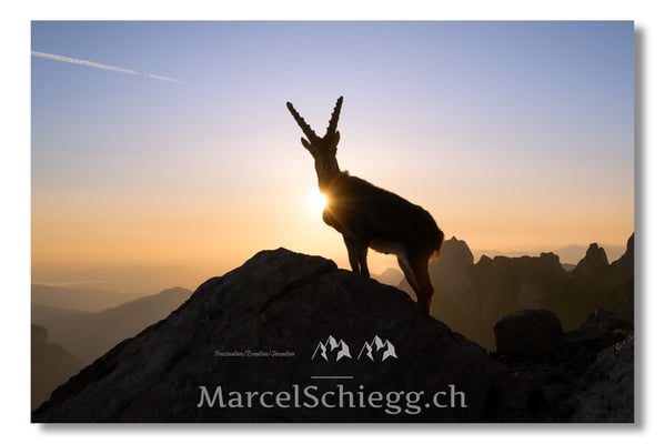 Marcel Schiegg, Marcel Schiegg Fotografie, Alpensteinbock, Steinbock, Wildtiere, Alpstein