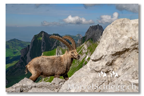 Steinbock/Alpstein Art.-Nr. MZ7-8617