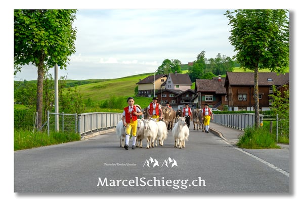 Marcel Schiegg Fotografie, Tradition, Brauchtum, Alpfahrt, Oeberefahre, Appenzell, Appenzellerland