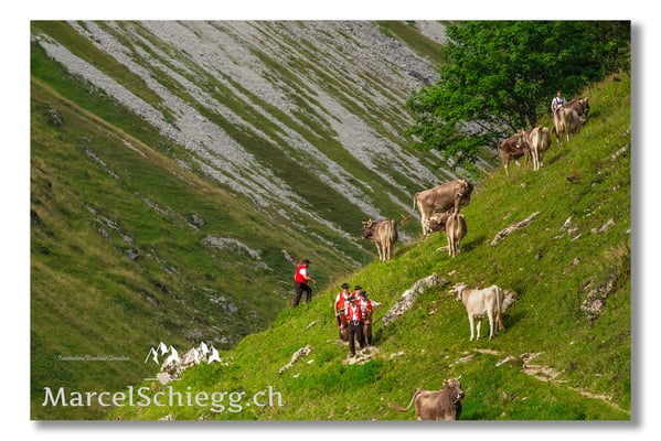 Marcel Schiegg Fotografie, Tradition, Brauchtum, Alpfahrt, Oeberefahre, Appenzell, Appenzellerland, Öberefahre, Alpstein