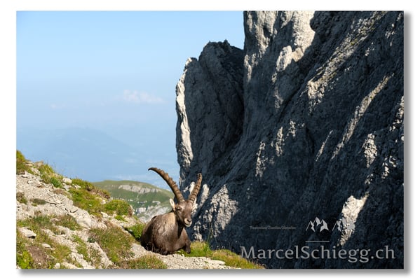 Marcel Schiegg, Marcel Schiegg Fotografie, Alpensteinbock, Steinbock, Wildtiere