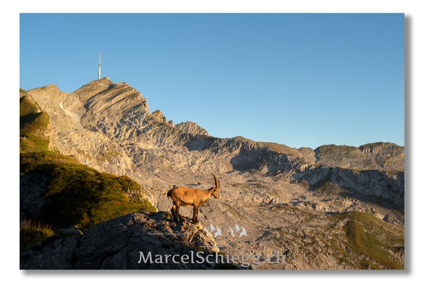 Marcel Schiegg Fotografie, Marcel Schiegg, Säntis, Alter Säntis, Alpensteinbock, Steinbock, Alpstein
