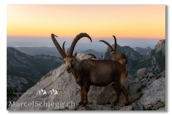 Marcel Schiegg, Marcel Schiegg Fotografie, Berggasthaus Rotsteinpass, Alpensteinbock, Steinbock, Alpstein