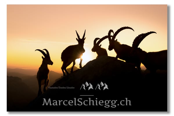 Marcel Schiegg, Marcel Schiegg Fotografie, Alpensteinbock, Steinbock, Wildtiere