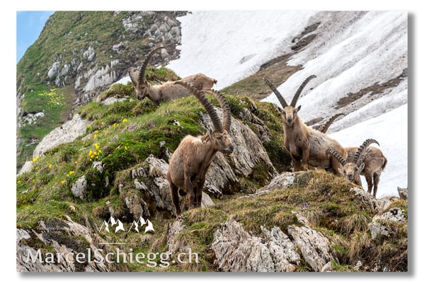 Steinbock/Alpstein Art.-Nr. MS5-2966