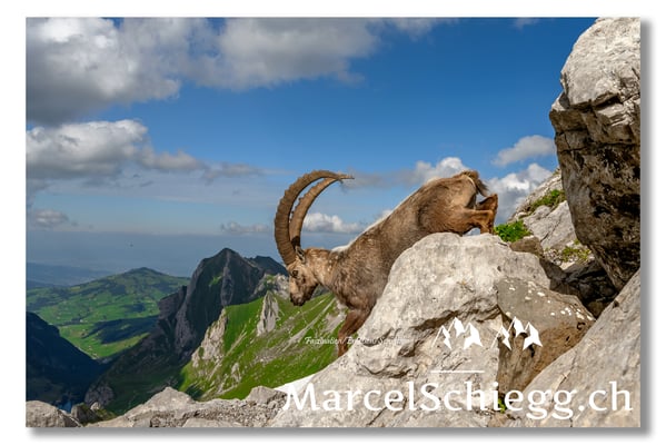 Steinbock/Alpstein Art.-Nr. MZ7-8610