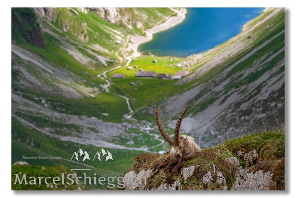 Marcel Schiegg, Marcel Schiegg Fotografie, Alpensteinbock, Steinbock, Wildtiere