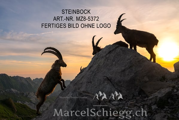 Marcel Schiegg, Alpensteinbock, Steinbock, Steinböcke