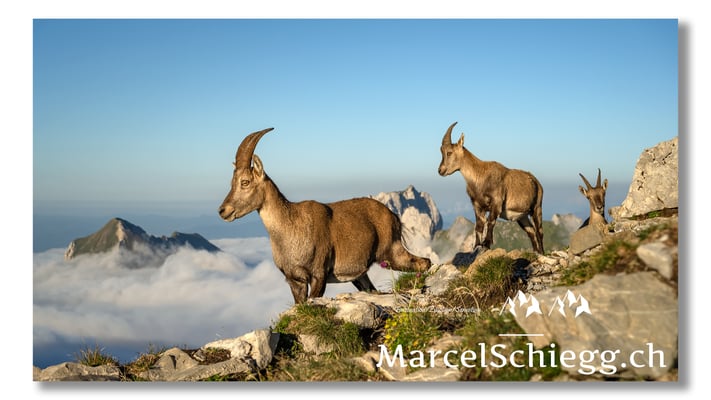 Steingeiss/Alpstein Art.-Nr. MZ7-0433/21