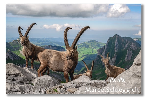 Steinbock/Alpstein Art.-Nr. MZ7-8819