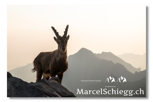 Marcel Schiegg, Marcel Schiegg Fotografie, Alpensteinbock, Steinbock, Wildtiere, Alpstein