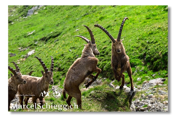 Marcel Schiegg, Marcel Schiegg Fotografie, Alpensteinbock, Steinbock, Wildtiere, Alpstein