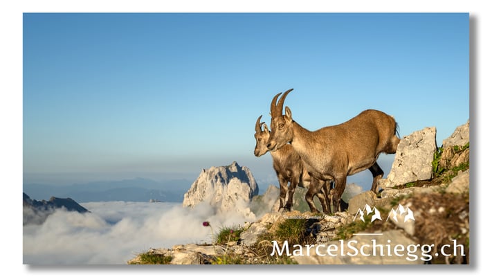 Steingeiss/Alpstein Art.-Nr. MZ7-0428/21