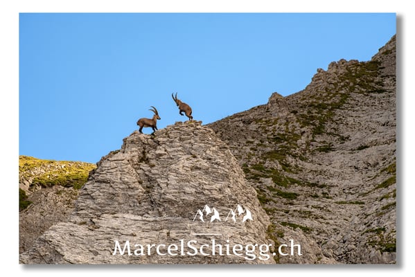 Steinbock/Alpstein Art.-Nr. MS5-2889