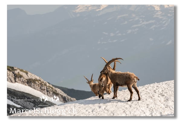 Marcel Schiegg, Marcel Schiegg Fotografie, Alpensteinbock, Steinbock, Wildtiere