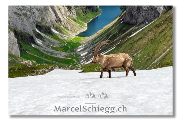 Steinbock/Alpstein Art.-Nr. 24MZ7-0051