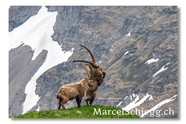 Steinbock/Alpstein Art.-Nr. MZ8-2498/25