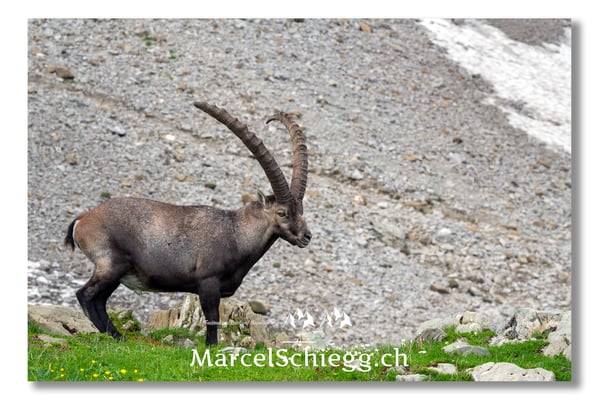 Steinbock/Alpstein Art.-Nr. MS5-4028