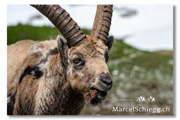 Steinbock/Alpstein Art.-Nr. MZ7-9993
