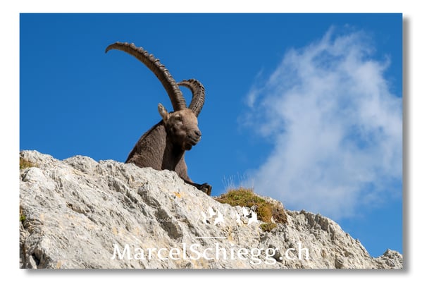 Marcel Schiegg, Marcel Schiegg Fotografie, Alpensteinbock, Steinbock, Wildtiere, Alpstein