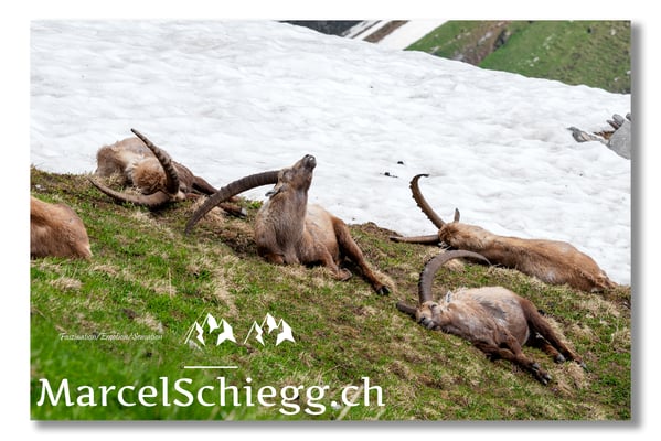 Steinbock/Alpstein Art.-Nr. MS5-2666/21