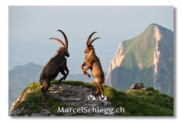 Steinbock/Alpstein Art.-Nr. MZ8-5113/25