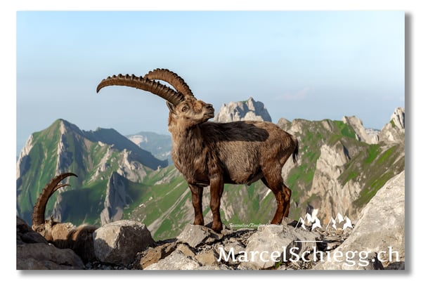 Steinbock/Alpstein Art.-Nr. MZ7-0577