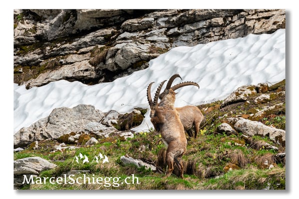 Steinbock/Alpstein Art.-Nr. MS5-4284