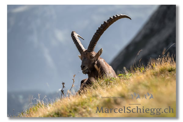 Steinbock/Alpstein Art.-Nr. MZ7-8066