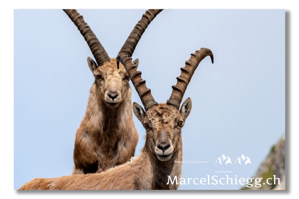 Steinbock/Alpstein Art.-Nr. MS8-1428