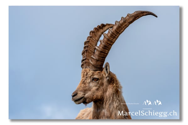 Steinbock/Alpstein Art.-Nr. MS8-1432