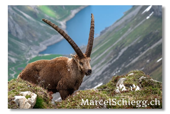 Marcel Schiegg, Marcel Schiegg Fotografie, Alpensteinbock, Steinbock, Wildtiere, Alpstein, Faehlensee