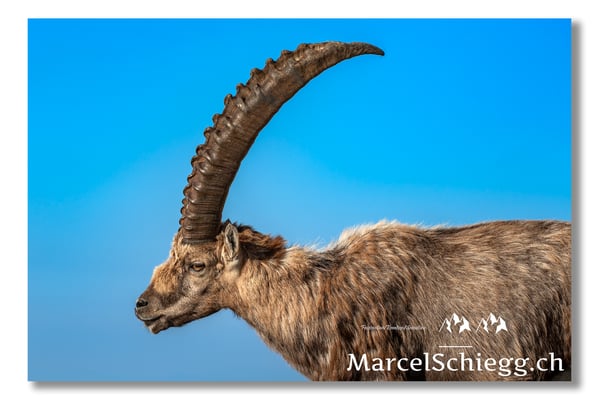 Steinbock/Alpstein Art.-Nr. MS5-8781