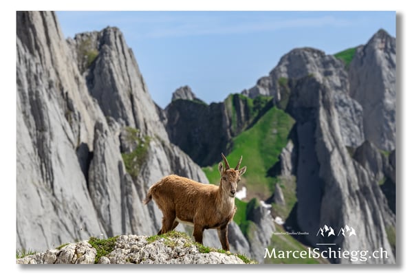 Steingeiss/Alpstein Art.-Nr. MS5-5176