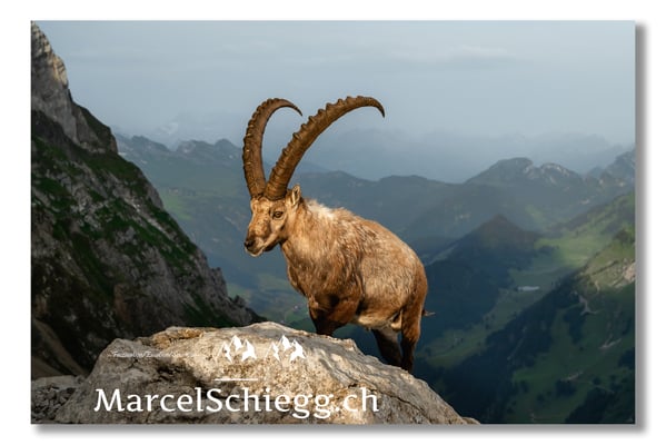 Steinbock/Alpstein Art.-Nr. MZ7-3170/22