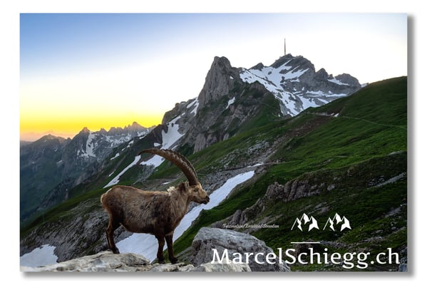 Steinbock/Alpstein Art.-Nr. MZ7-2731/22