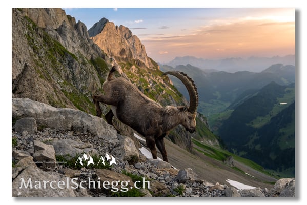 Marcel Schiegg, Marcel Schiegg Fotografie, Berggasthaus Rotsteinpass, Alpensteinbock, Steinbock, Alpstein