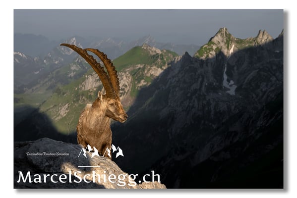 Steinbock/Alpstein Art.-Nr. MZ7-3634/22
