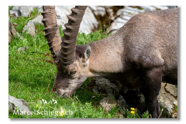 Steinbock/Alpstein Art.-Nr. MS5-3976