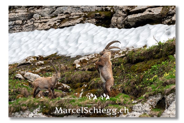 Steinbock/Alpstein Art.-Nr. MS5-4275