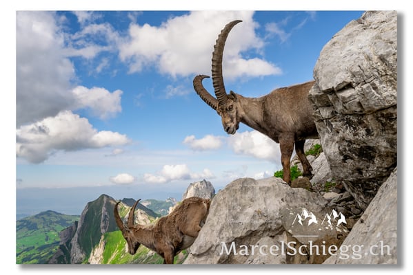 Steinbock/Alpstein Art.-Nr. MZ7-8633