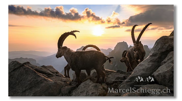 Marcel Schiegg, Marcel Schiegg Fotografie, Berggasthaus Rotsteinpass, Alpensteinbock, Steinbock, Alpstein