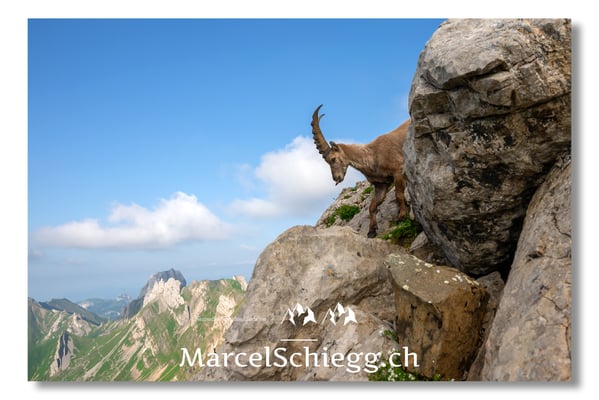 Marcel Schiegg, Marcel Schiegg Fotografie, Alpensteinbock, Steinbock, Wildtiere, Alpstein